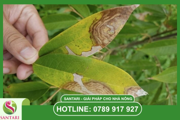 Phân biệt thán thư và bệnh cháy lá chết ngọn (Rhizoctonia)
