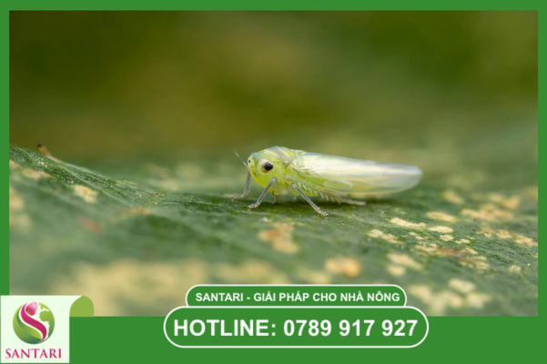 Tại sao rầy xanh sầu riêng lại trở thành nỗi ám ảnh khó trị?