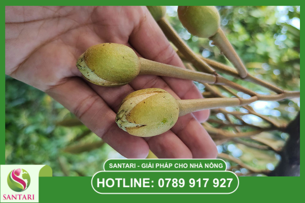  Tại sao bọ trĩ lại trở nên "bất trị" trên bông và trái non?