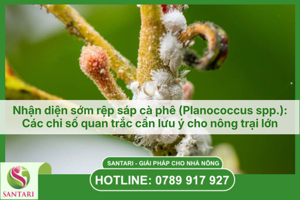 Nhận diện sớm rệp sáp cà phê (Planococcus spp.): Các chỉ số quan trắc cần lưu ý cho nông trại lớn