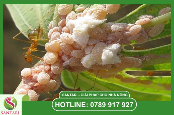 Câu hỏi thường gặp (FAQ)