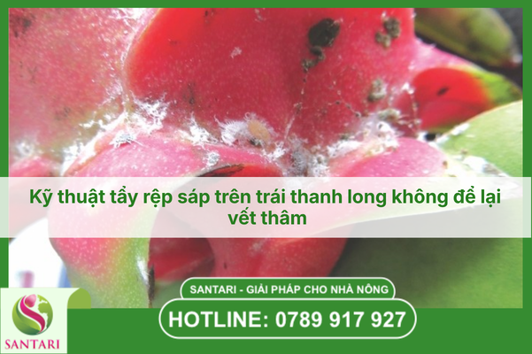 Kỹ thuật tẩy rệp sáp trên trái thanh long không để lại vết thâm
