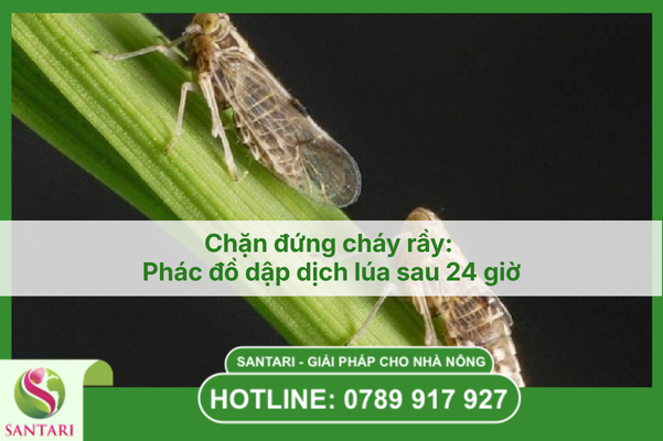 Chặn đứng cháy rầy: Phác đồ dập dịch lúa sau 24 giờ