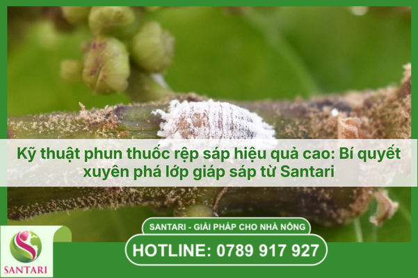 Kỹ thuật phun thuốc rệp sáp hiệu quả cao: Bí quyết xuyên phá lớp giáp sáp từ Santari