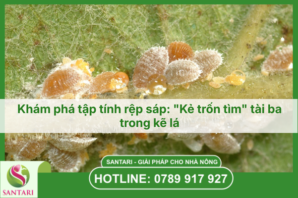 Khám phá tập tính rệp sáp: "Kẻ trốn tìm" tài ba trong kẽ lá