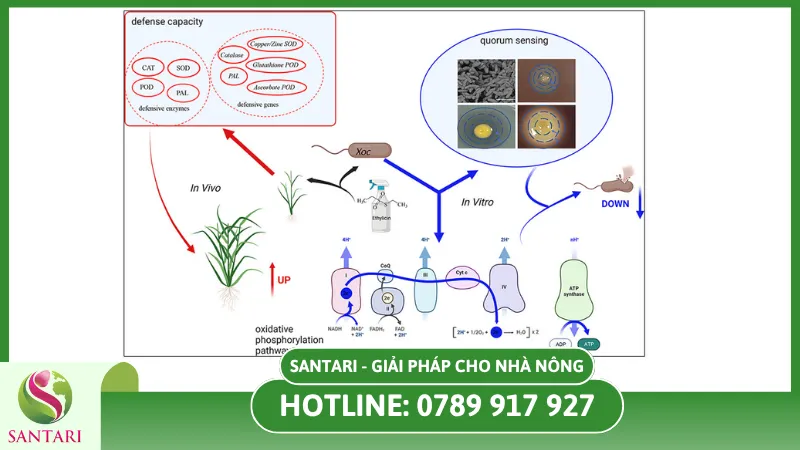 Nguyên nhân gây ra bệnh đốm sọc vi khuẩn