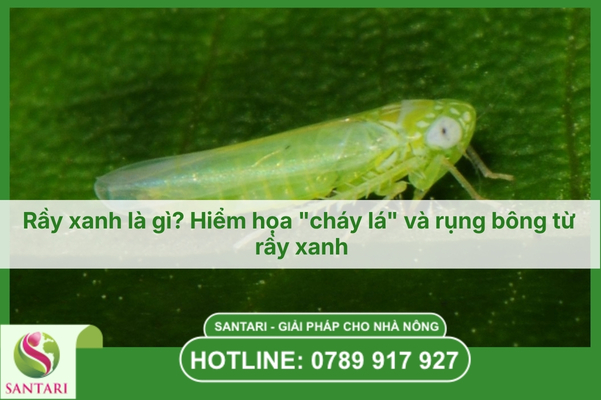 Rầy xanh là gì? Hiểm họa "cháy lá" và rụng bông từ rầy xanh