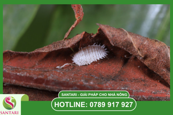 Tại sao mùa khô lại là "thiên đường" cho rệp sáp?