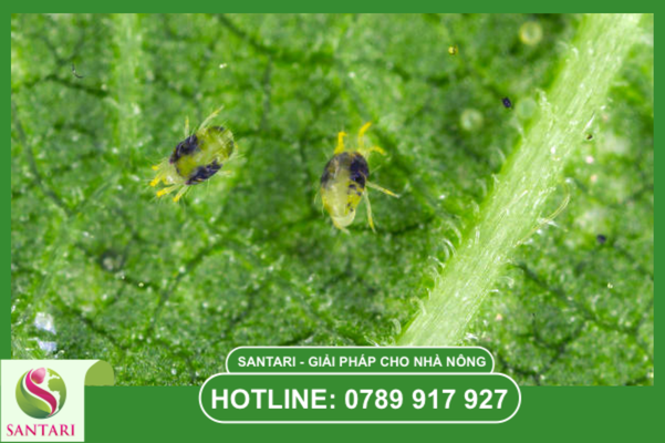 Câu hỏi thường gặp