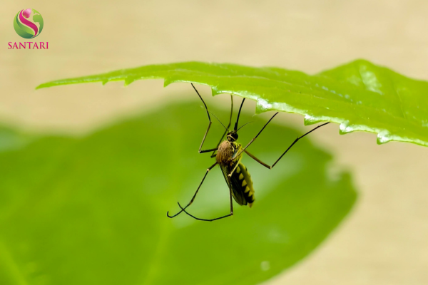 Công dụng của chế phẩm SAFADAN 65