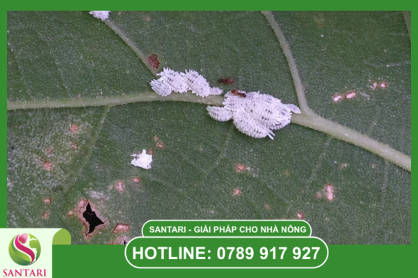 Câu hỏi thường gặp 