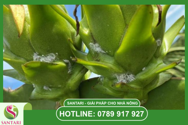 Câu hỏi thường gặp (FAQ)