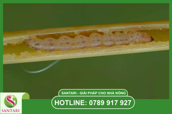 Giải pháp nội hấp xuyên thấu và Công nghệ SC "Mát lúa"