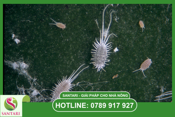 Khái niệm về rệp sáp Pseudococcidae và rào cản vật lý