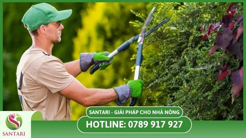Loại bỏ lá khô và cành cây gãy