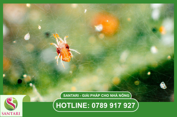 Chân dung “sát thủ tàng hình” nhện đỏ và nguy cơ bùng phát thành dịch