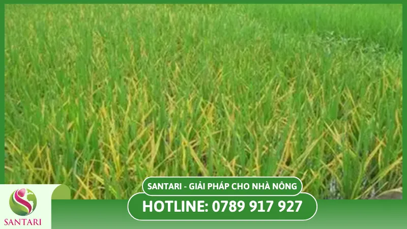 Triệu chứng điển hình trên cây lúa
