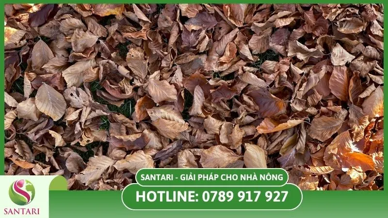 Bệnh gỉ sắt làm rụng lá cà phê