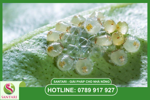 Quy trình vận hành chuẩn (SOP) để đạt hiệu quả tối ưu