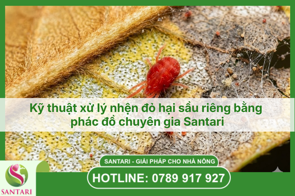 Kỹ thuật xử lý nhện đỏ hại sầu riêng bằng phác đồ chuyên gia Santari