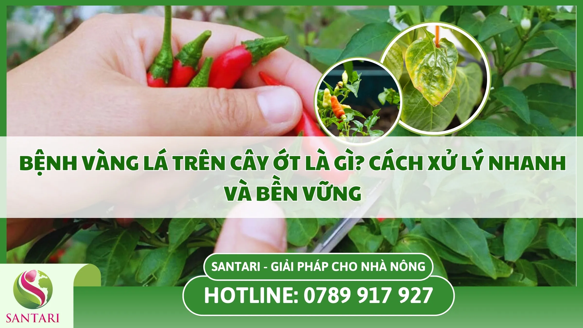 Bệnh Vàng Lá Trên Cây Ớt Là Gì? Cách Xử Lý Nhanh Và Bền Vững