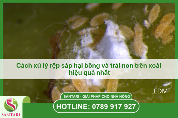 Cách xử lý rệp sáp hại bông và trái non trên xoài hiệu quả nhất