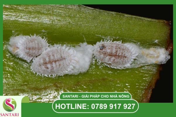  Phác đồ Santari: Chặn đứng dịch rệp sáp mùa khô