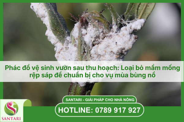 Phác đồ vệ sinh vườn sau thu hoạch: Loại bỏ mầm mống rệp sáp để chuẩn bị cho vụ mùa bùng nổ