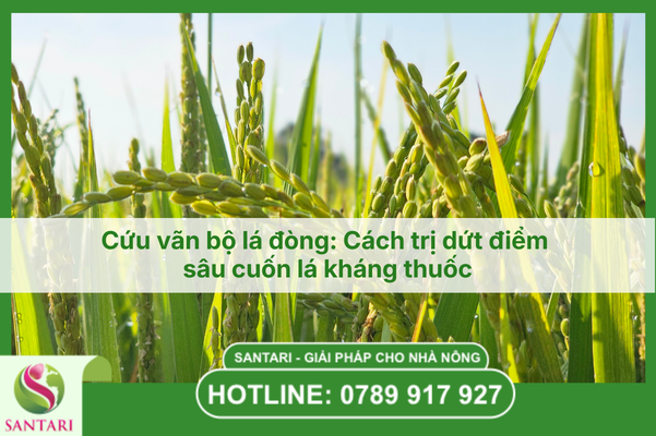 Cứu vãn bộ lá đòng: Cách trị dứt điểm sâu cuốn lá kháng thuốc