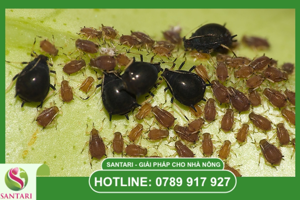 Dữ liệu thực nghiệm về rệp muội tại Việt Nam