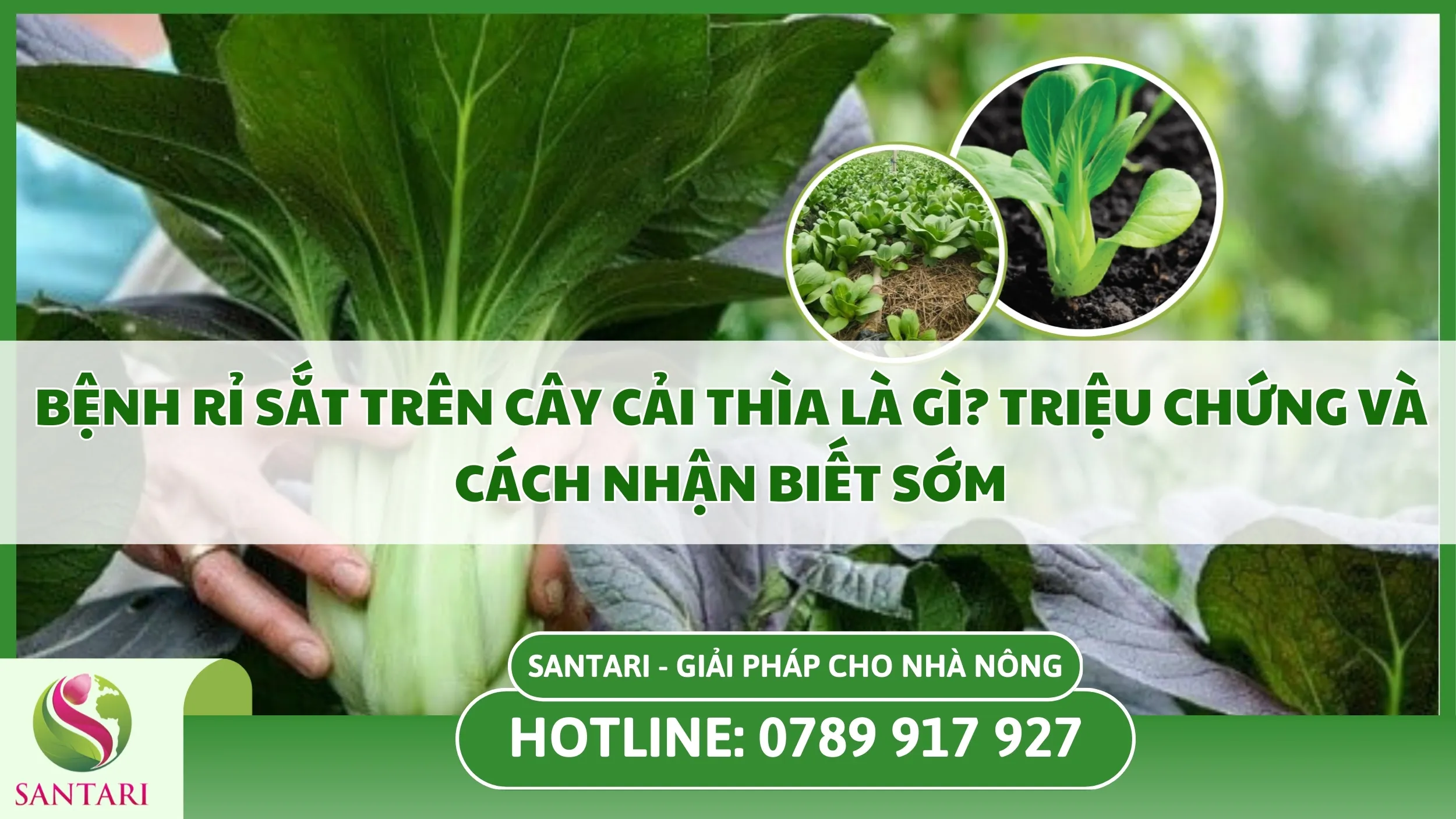 Bệnh rỉ sắt trên cây cải thìa là gì? Triệu chứng và cách nhận biết sớm