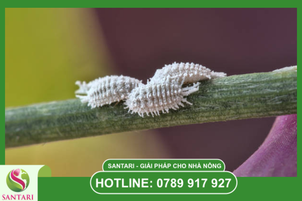 Lời khuyên từ chuyên gia Santari: Nên dùng EC hay SC?