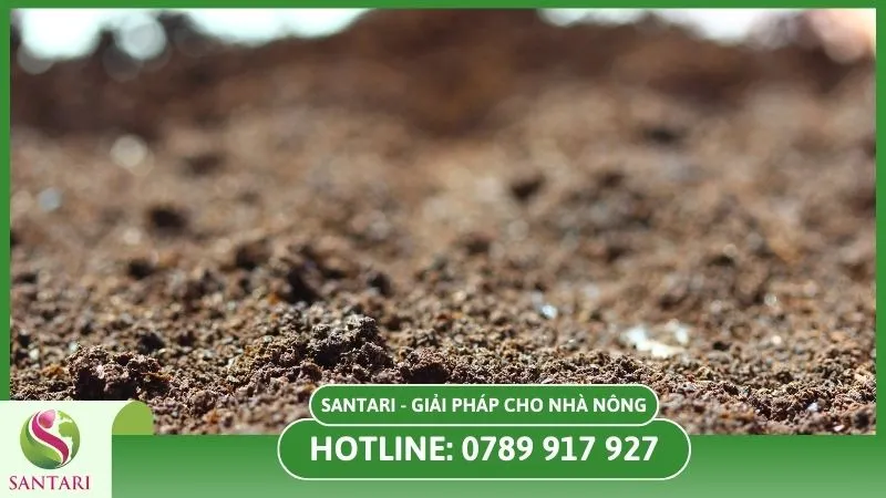Phytophthora tồn tại trong đất