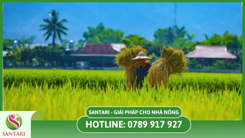 Tổng Quan Về Trông Rau Mùa Khô