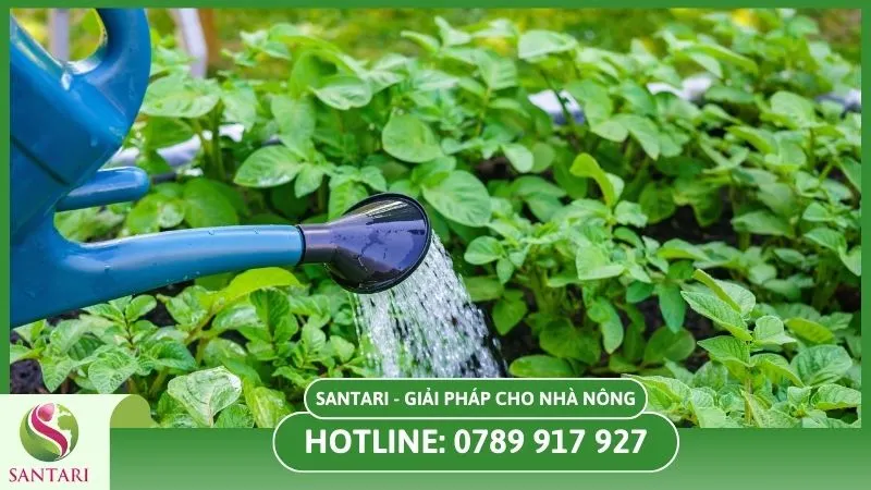 Tưới nước hợp lý