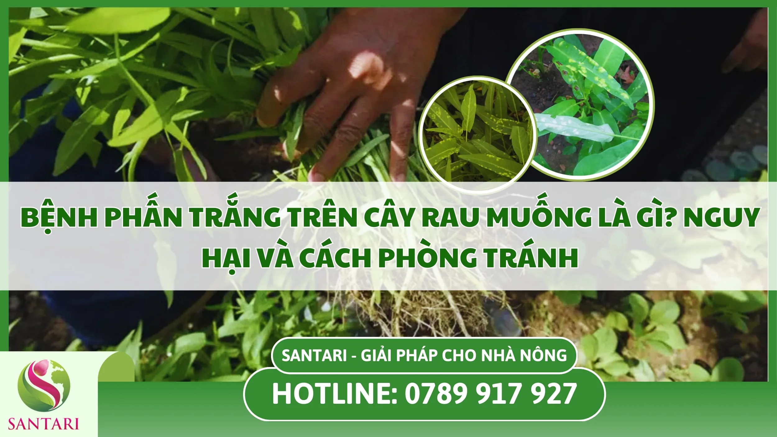 Bệnh Phấn Trắng Trên Cây Rau Muống Là Gì? Nguy Hại và Cách Phòng Tránh