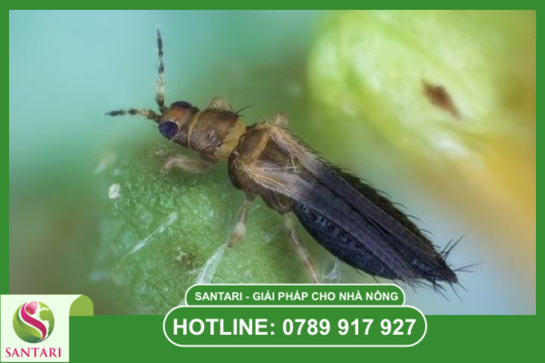 Hiểm họa từ bọ trĩ trong giai đoạn ra hoa