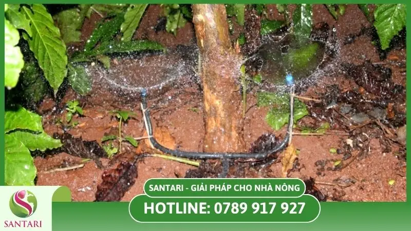 Điều chỉnh lượng nước hợp lý khi tưới cây tiêu