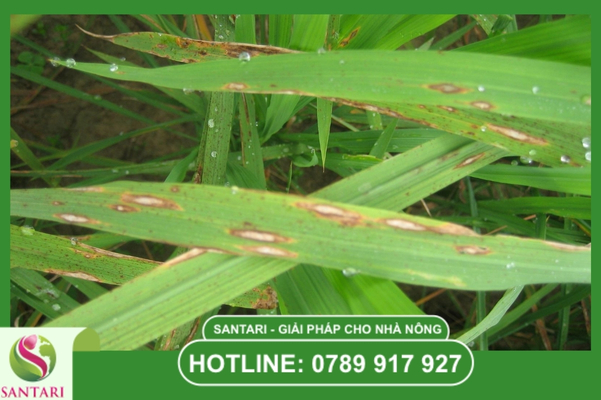 Bệnh đạo ôn lúa là gì? Sức tàn phá của nấm "Mắt én"