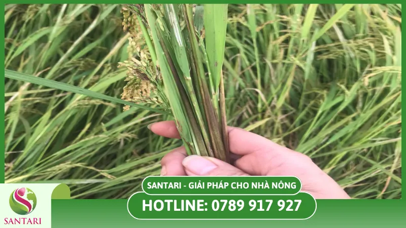 Cách nhận biết bệnh thối thân trên lúa