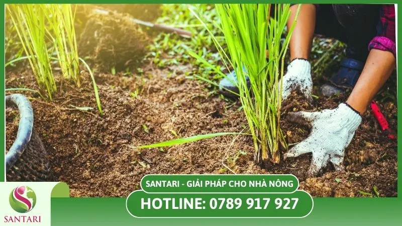 Quy trình trồng sả