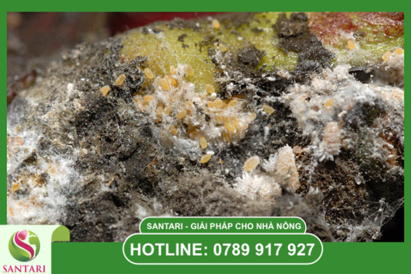 Tại sao rệp sáp cà phê đóng bánh lại cực kỳ khó tiêu diệt?