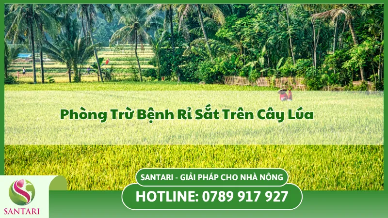 Bệnh Rỉ Sắt Trên Cây Lúa Và Cách Xử Lý Kịp Thời Hiệu Quả Cao