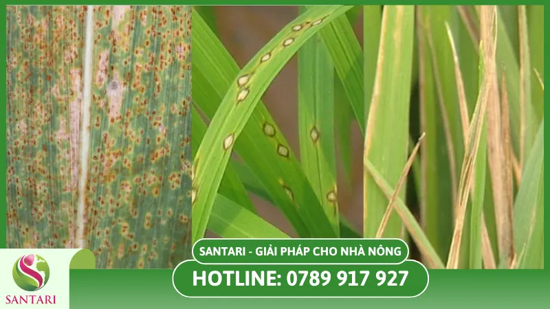 Dấu hiệu nhận biết bệnh rỉ sắt trên cây lúa