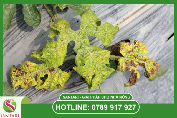 Chiến lược quản lý kháng thuốc bền vững từ chuyên gia Santari