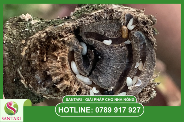 Tại sao mọt đục cành lại là "kẻ thù" cho những cành cây khỏe mạnh?