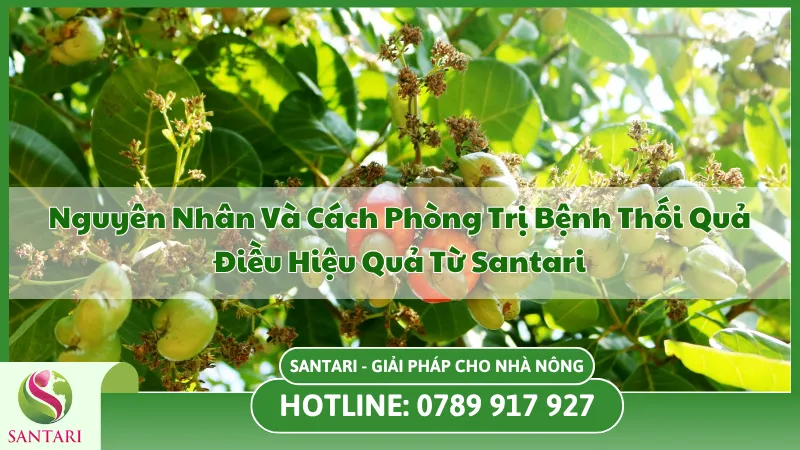 Bệnh Thối Quả Điều: Nguyên Nhân, Triệu Chứng Và Cách Phòng Trị Hiệu Quả