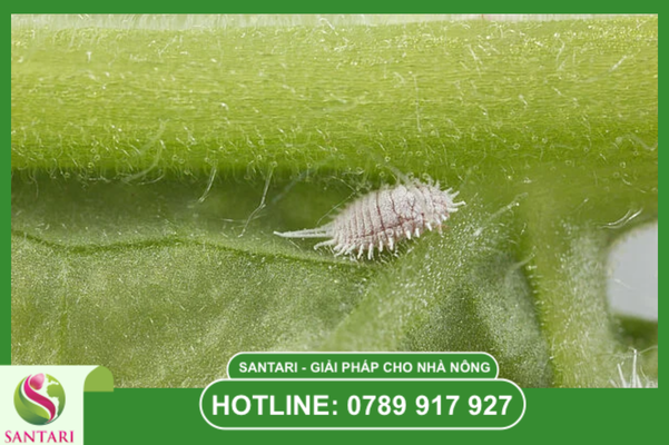 Câu hỏi thường gặp (FAQ)