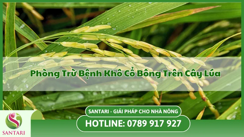 Phòng Và Điều Trị Bệnh Khô Cổ Bông Trên Cây Lúa Dứt Điểm 