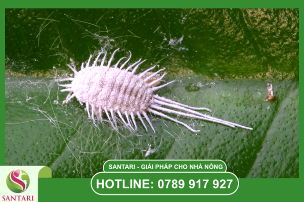 Rệp sáp – "Rào cản" hàng đầu trong kiểm dịch thực vật